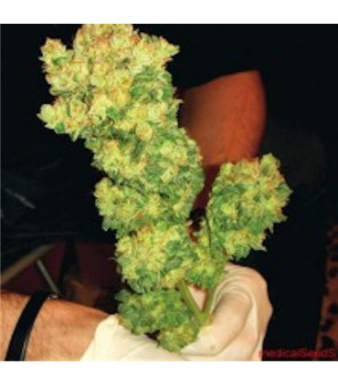 BCN Sour Diesel  5 u. fem. Medical Seeds