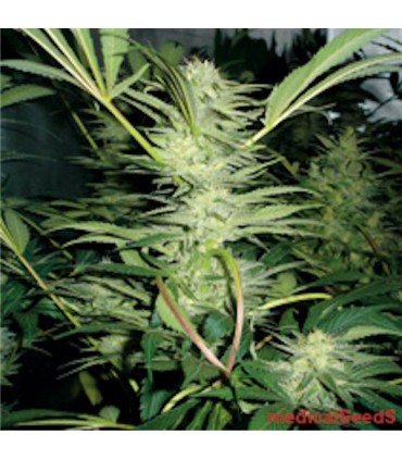 White Widow  5 u. fem. Medical Seeds
