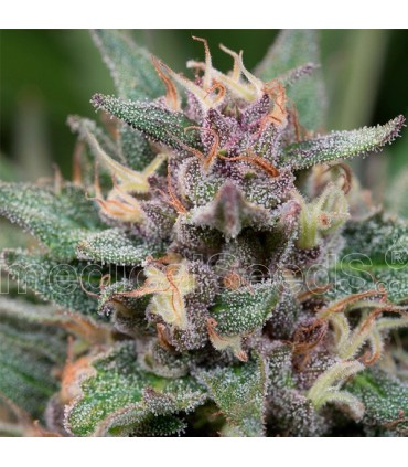 Auto Bluehell 10 u. fem. Medical Seeds