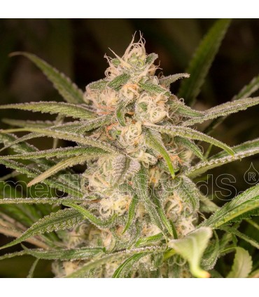 Auto No Name 10 u. fem. Medical Seeds