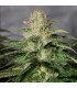 OG Kush CBD fem. Medical Seeds