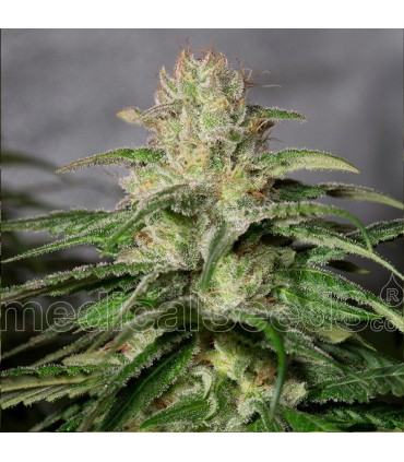 OG Kush CBD fem. Medical Seeds