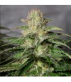 OG Kush CBD fem. Medical Seeds