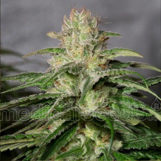 OG Kush CBD  5 u. fem. Medical Seeds