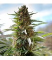 Over Dawg  5 u. fem. Medical Seeds