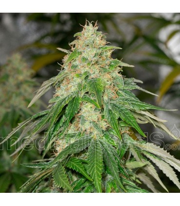 Some Sweet fem. Medical Seeds