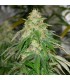 Some Sweet  10 u. fem. Medical Seeds