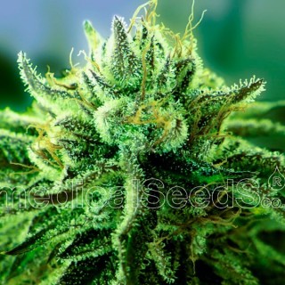 Canadian Kush 2.0  5 u. Medical Seeds