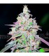 Mendocino Chanel Kush fem. Medical seeds