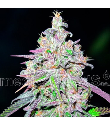 Mendocino Chanel Kush 10 u. fem. Medical seeds
