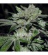 Sour Glue  5 u. fem. Medical seeds