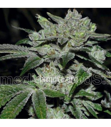Sour Glue 10 u. fem. Medical seeds