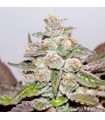 Mendocino Purple Kush fem. Medical seeds