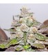 Mendocino Purple Kush 5 u. fem. Medical seeds