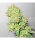 Y Griega CBD 10 u. fem. Medical seeds