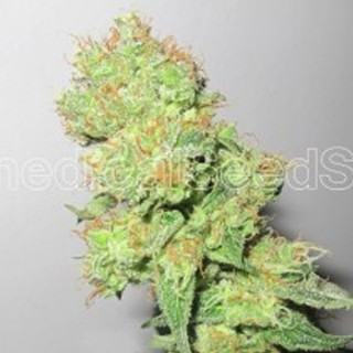 Y Griega CBD fem. Medical seeds