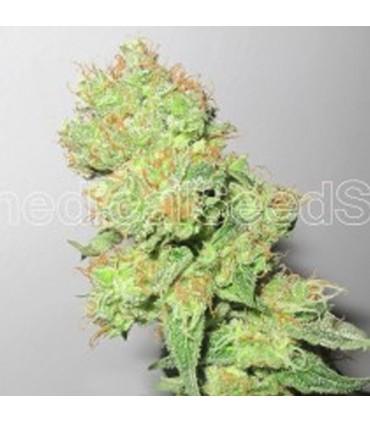 Y Griega CBD fem. Medical seeds