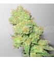 Y Griega CBD fem. Medical seeds