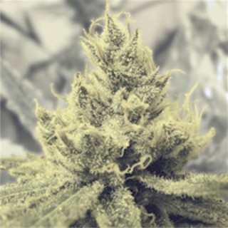 Y Griega fem. Medical seeds