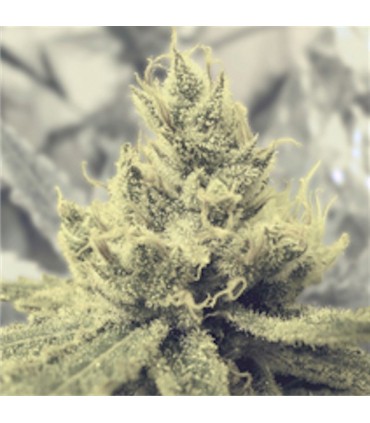 Y Griega fem. Medical seeds