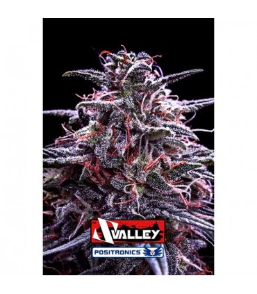 Z Valley 5 u. fem. Positronics