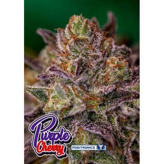 Purple Cherry 5 u. fem. Positronics