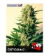 Critical N47 -  3 u. fem. Positronics