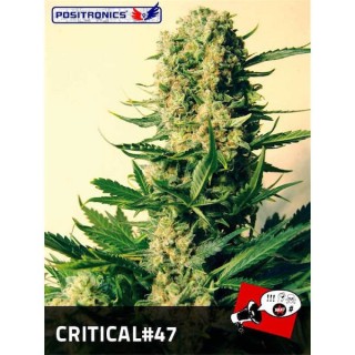 Critical N47 -  3 u. fem. Positronics