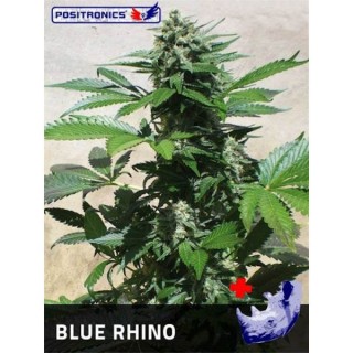 Blue Rhino  5 u. fem. Positronics