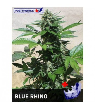 Blue Rhino  5 u. fem. Positronics