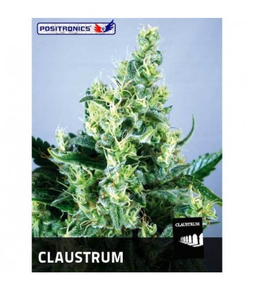 Claustrum  3 u. fem. Positronics