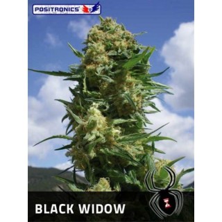Black Widow  3 u. fem. Positronics