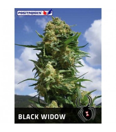 Black Widow  3 u. fem. Positronics