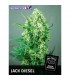 Jack Diesel fem. Positronics