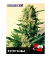 Critical N47 - fem. Positronics