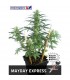 Auto Mayday Express fem. Positronics
