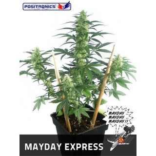 Auto Mayday Express fem. Positronics