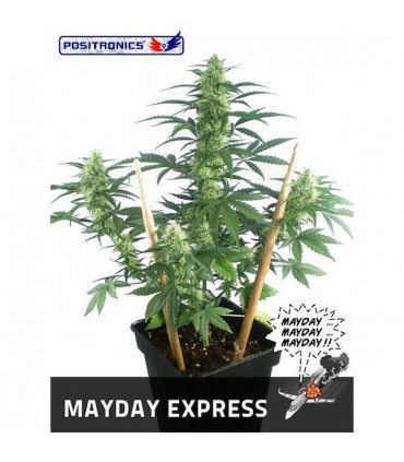 Auto Mayday Express fem. Positronics