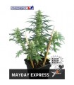 Auto Mayday Express fem. Positronics