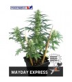 Auto Mayday Express  5 u. fem. Positronics
