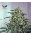 Caramelice CBD  5u. fem. Positronics