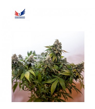 Auto Wernard Express  5u. fem. Positronics