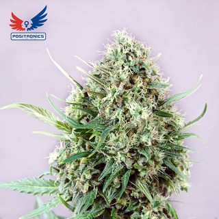 Kush Express 5 u. fem. Positronics