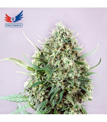 Kush Express 5 u. fem. Positronics