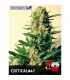 Critical N47 - 25 u. fem. Positronics