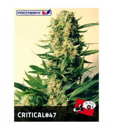 Critical N47 - 25 u. fem. Positronics