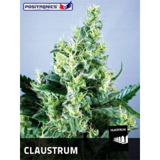 Claustrum 25 u. fem. Positronics