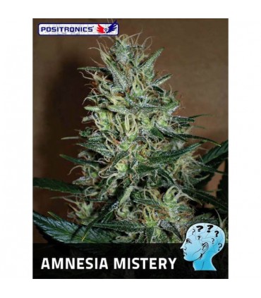 Amnesia Mistery 25 u. fem. Positronics