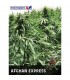 Auto Afghan Express 25 u. fem. Positronics