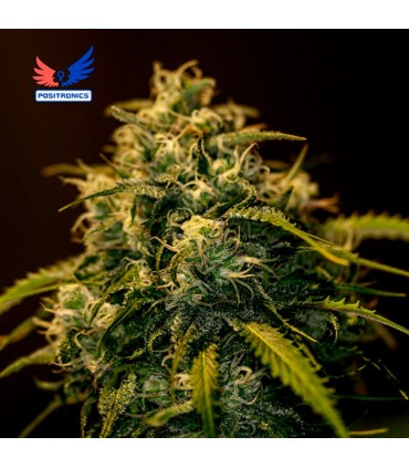 Jack Diesel CBD 25u. fem. Positronics